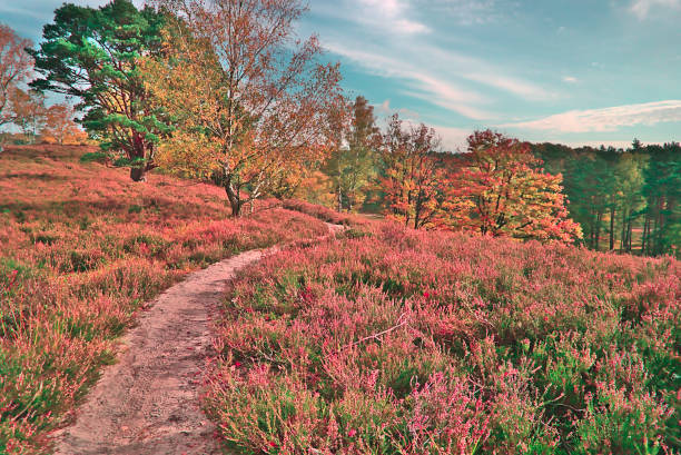 Heath landscape in Indian summer.