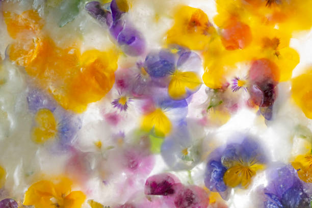 Background of mixed colours of pansy flowers in ice. stock photo