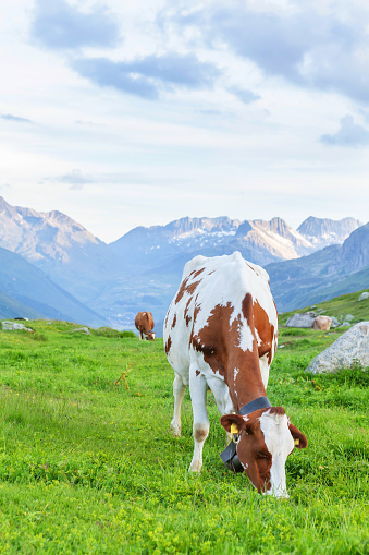 Cows in pasture on alpine meadow in Switzerland mountains on background