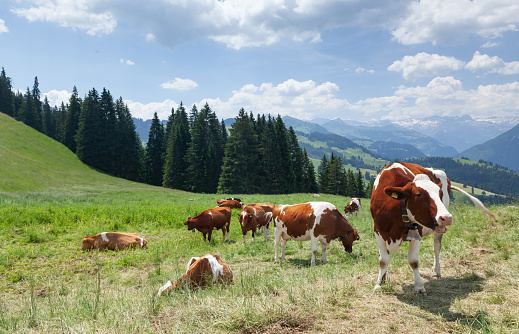Color photography close up of a group of brown cows grazing. This image was taken in summer in Bugey mountains, in Alps near Cerdon small village in Ain, Auvergne-Rhone-Alpes region in France.