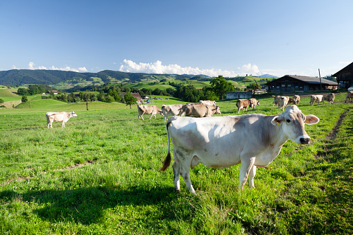Cows in pasture on alpine meadow in Switzerland mountains on background