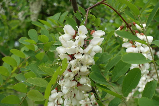 istock Bloom of Robinia pseudoacacia tree in May 1440466233