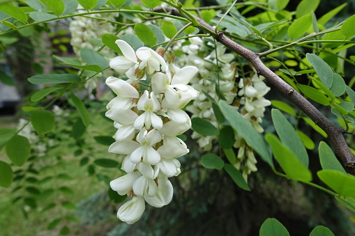 Branch of Robinia pseudoacacia with raceme of white flowers in May