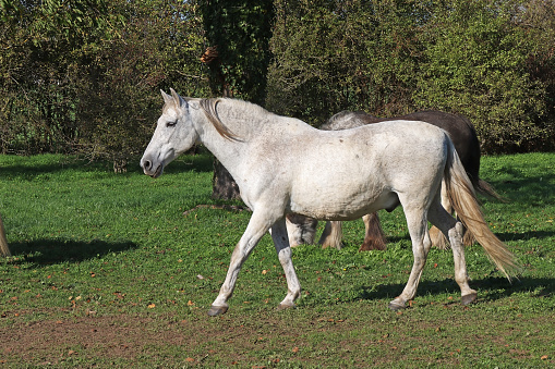 26 october 2022, Yutz Cité, Yutz, Thionville Portes de France, Moselle, Lorraine, Grand Est, France. In a pasture, a white mare walks peacefully. She is white. She hides a second horse in the background.