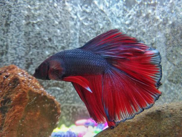 istock Betta fish underwater shot, Siamese fighting fish 1440467316