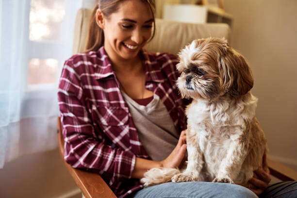istock Cute dog sitting on woman's lap at home. 1440467610