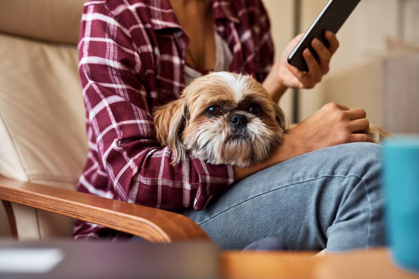 istock Small god relaxing in woman's lap while she is sing cell phone at home. 1440467612