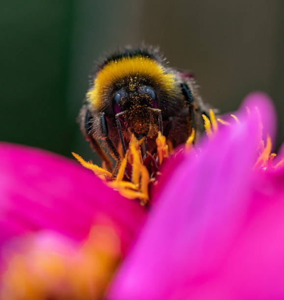 istock Bumblebee on a Dahlia flower head. 1440468547