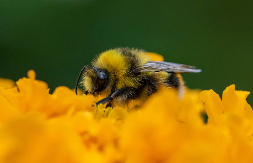 Bee perched on a bunch of yellow and orange flowers retrieving nectar
