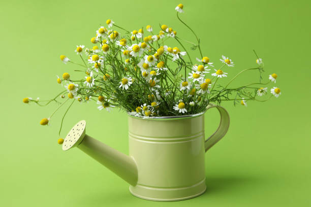 istock Watering can with chamomiles on green background 1440472543