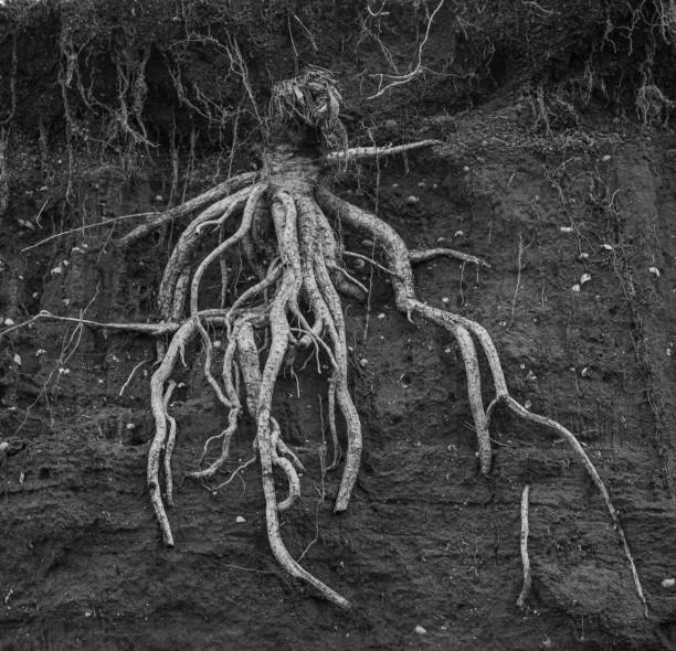 istock root and soil. black white photo 1440472905