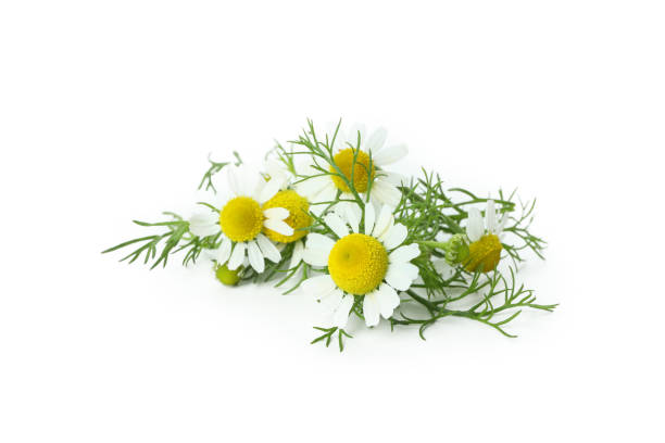 istock Beautiful chamomile flowers isolated on white background 1440473072