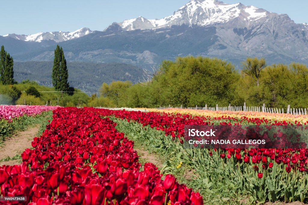 tulip field in trevelin, patagonia Agricultural Field Stock Photo