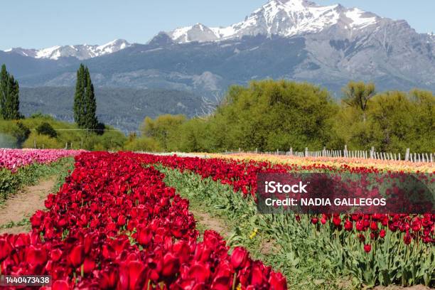 Tulip Field In Trevelin Patagonia Stock Photo - Download Image Now - Agricultural Field, Argentina, Beauty In Nature