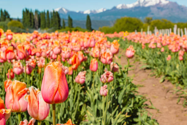 tulip field in trevelin, patagonia stock photo
