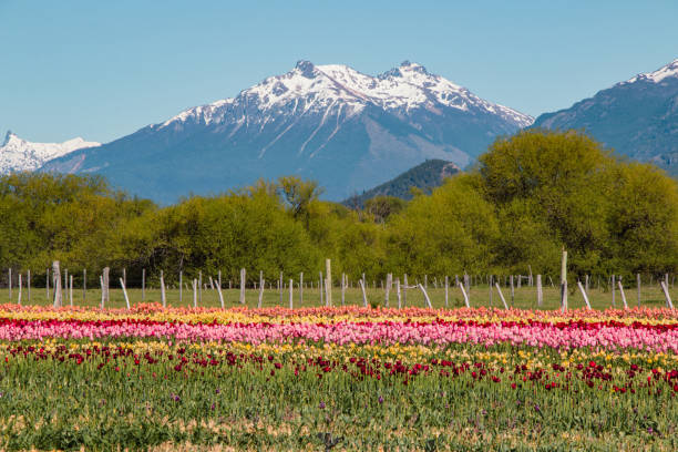 tulip field in trevelin, patagonia stock photo