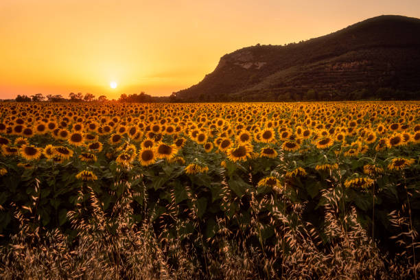istock Sunflower at sunset 1440474406