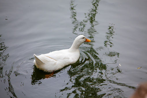 Ducks on the pond