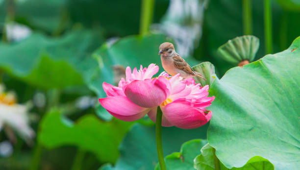 Lotus flower and birds