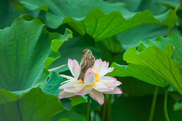 istock Lotus flower and birds 1440474710