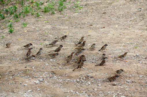sparrow bird foraging