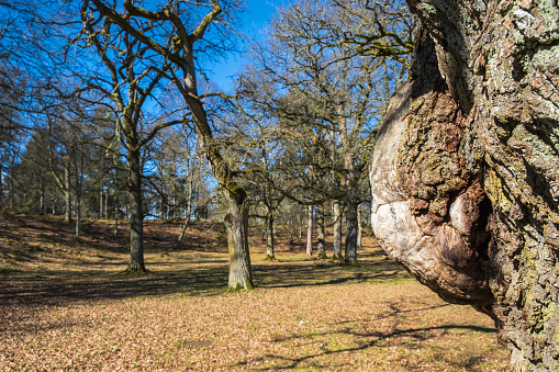 Árbol burl en un roble en un paisaje de parque photo