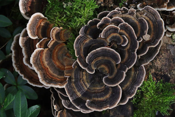 istock Hoof mushrooms top view. 1440476142
