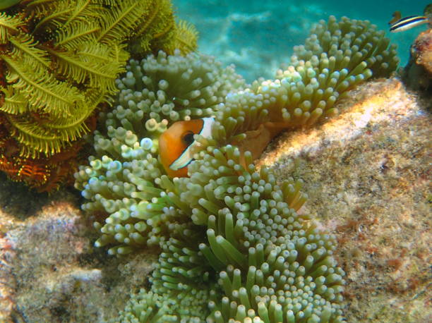 istock orange clownfish (Amphiprion percula) in his anemone 1440476180