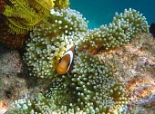 orange clownfish (Amphiprion percula) in his anemone