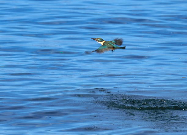 sacred kingfisher (Todiramphus sanctus) flying over water Batanta island, Raja Ampat, West Papoua, Indonesia todiramphus sanctus stock pictures, royalty-free photos & images