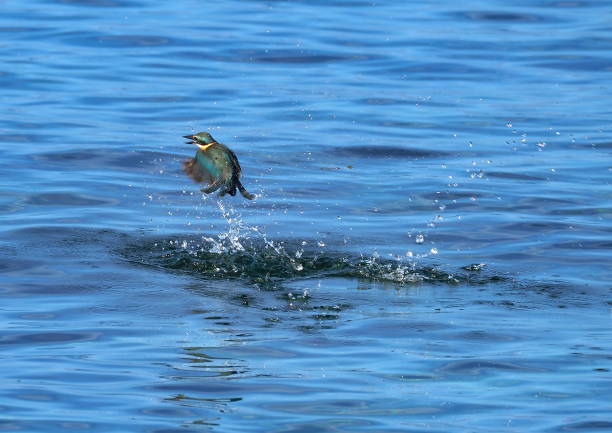 sacred kingfisher (Todiramphus sanctus) flying over water Batanta island, Raja Ampat, West Papoua, Indonesia todiramphus sanctus stock pictures, royalty-free photos & images