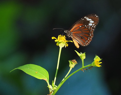 Zebra Longwing Butterfly (Heliconius charithonia)