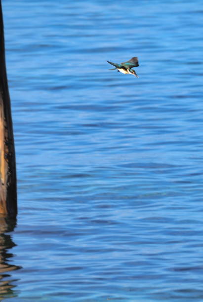 sacred kingfisher (Todiramphus sanctus) flying over water Batanta island, Raja Ampat, West Papoua, Indonesia todiramphus sanctus stock pictures, royalty-free photos & images