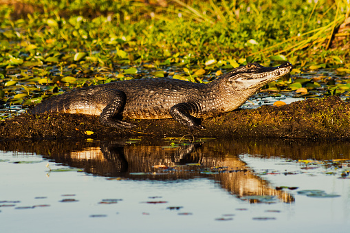 Nature in the esteros del ibera in corrientes