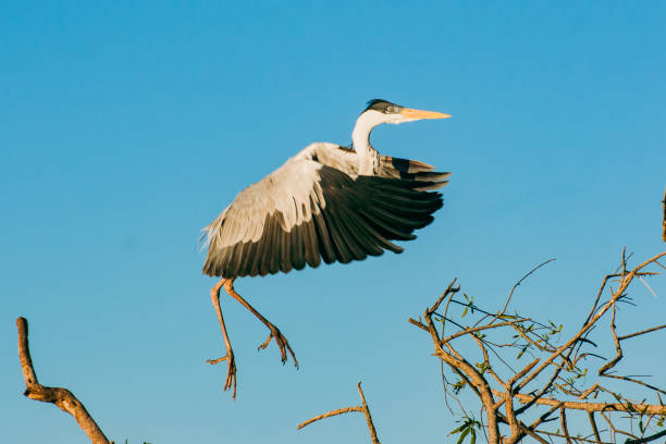 Nature in the esteros del ibera in corrientes