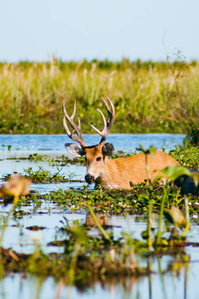 Nature in the esteros del ibera in corrientes