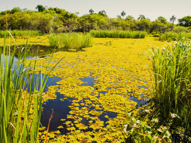 Nature in the esteros del ibera in corrientes