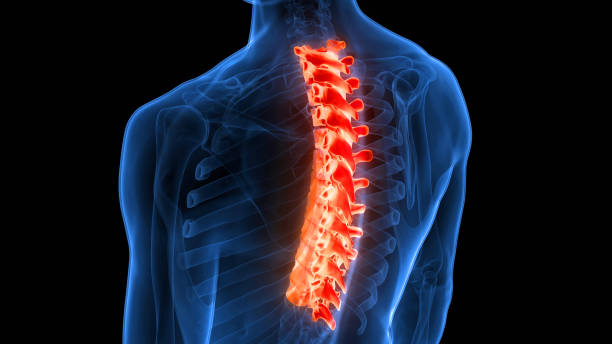 istock Spinal Cord Vertebral Column Thoracic Vertebrae of Human Skeleton System Anatomy 1440480117