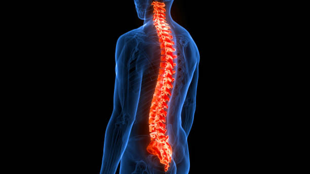 Spinal Cord Vertebral Column of Human Skeleton System Anatomy 3D Illustration Concept of Spinal Cord Vertebral Column of Human Skeleton System Anatomy spinous process stock pictures, royalty-free photos & images
