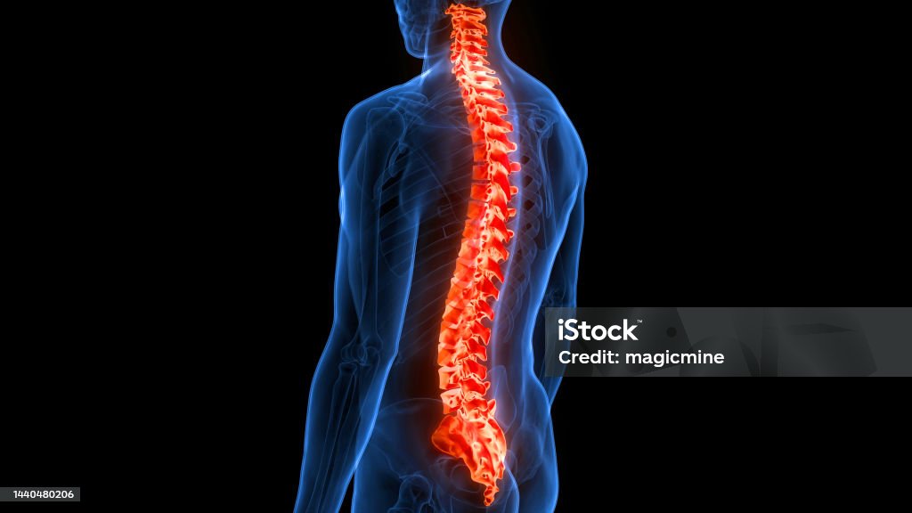 Cột sống cột sống của Giải phẫu hệ thống bộ xương người - Trả phí Bản quyền Một lần Cột sống - Xương Bức ảnh sẵn có Cột sống cột sống của Giải phẫu hệ thống bộ xương người - Trả phí Bản quyền Một lần Cột sống - Xương Bức ảnh sẵn có