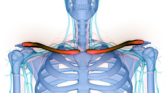 3D Illustration Concept of Human Skeleton System Clavicle Bone Joints Anatomy