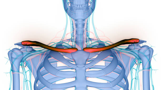 Human Skeleton System Clavicle Bone Joints Anatomy 3D Illustration Concept of Human Skeleton System Clavicle Bone Joints Anatomy clavicle stock pictures, royalty-free photos & images