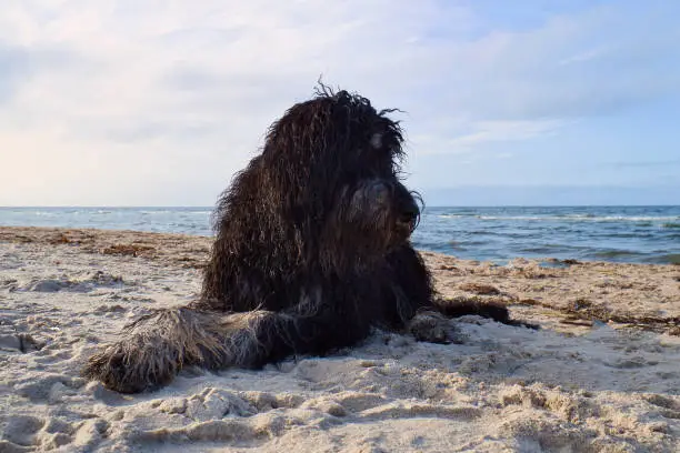Photo of Goldendoodle is lying in the sand on the beach in front of the sea in Denmark