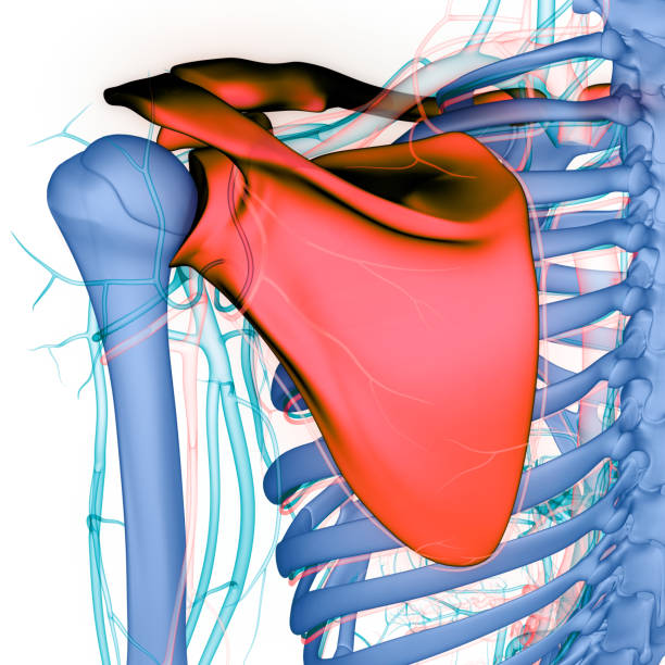 istock Human Skeleton System Pectoral (Shoulder) Girdle Bone Joints Anatomy 1440480809