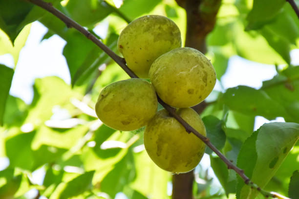 Apricots on the apricot tree