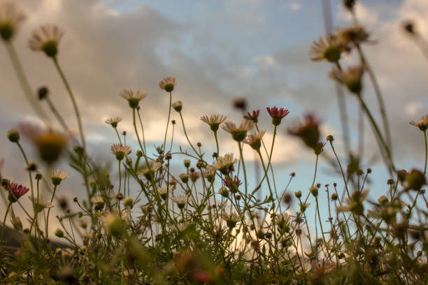 istock small daisies growing wild in my garden 1440482720