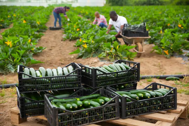 Closeup of freshly harvested green courgettes in plastic boxes on plantation on spring day on background with farmworkers
