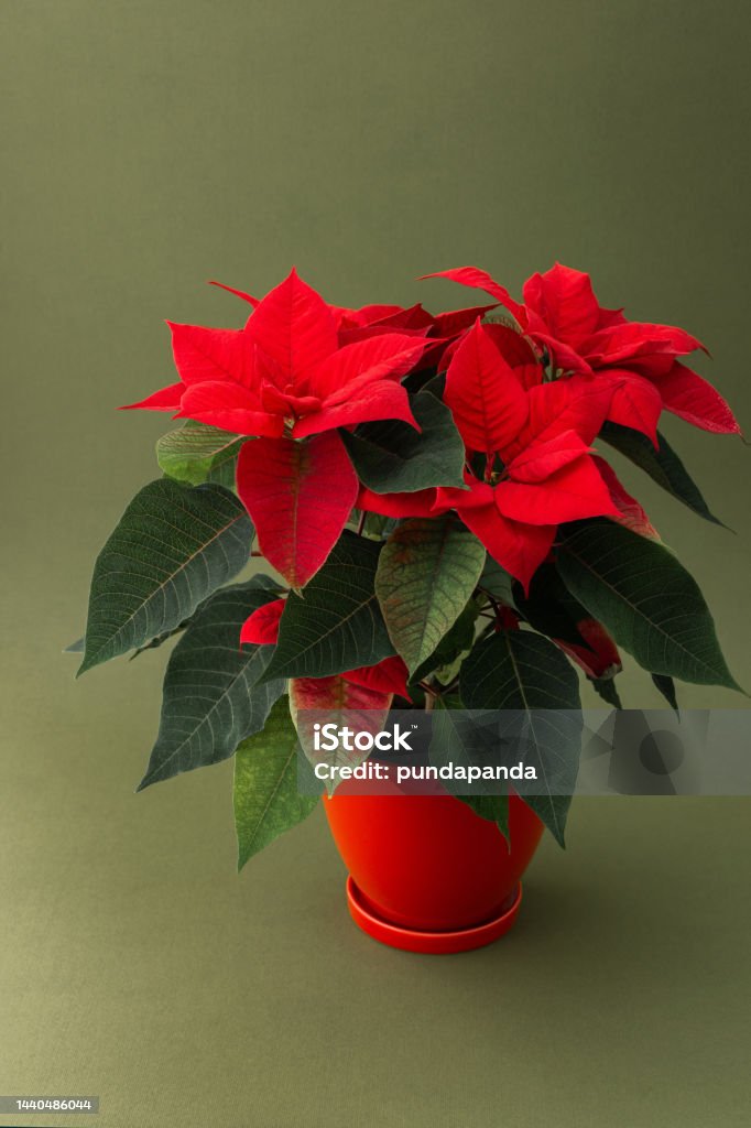 Christmas flower Poinsettia close up Beautiful Christmas flower Poinsettia in a red clay pot close-up on a green background Poinsettia Stock Photo