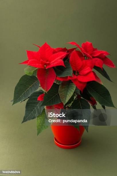 Christmas Flower Poinsettia Close Up Stock Photo - Download Image Now - Poinsettia, Plant, Beauty