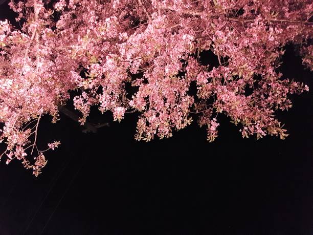 kwiaty wiśni w nocy - cherry tree flash zdjęcia i obrazy z banku zdjęć